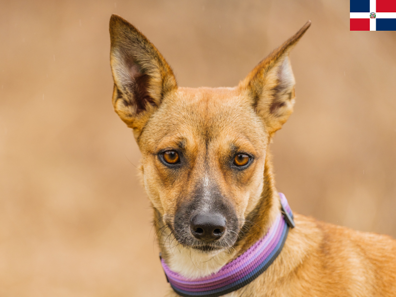 Can A 9 Month Old Male Dog Breed