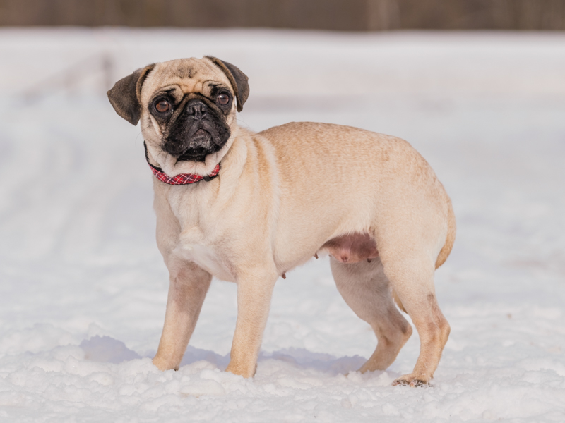 Zuri a 1.5 years old Pug Dog Adopted at Animatch.ca