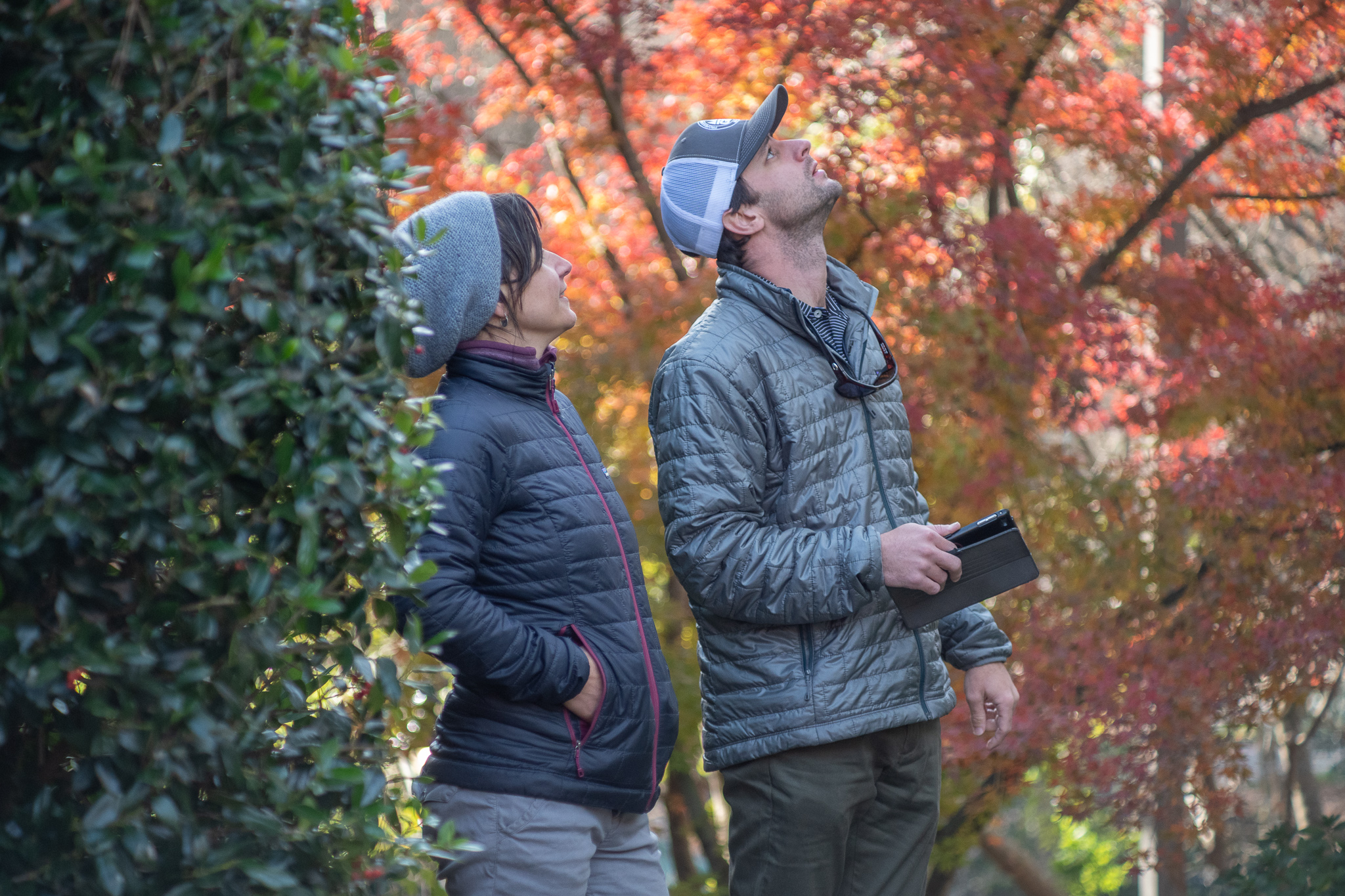 Arborist Consultation