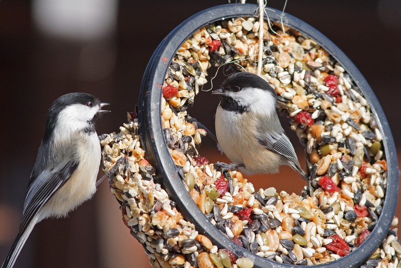 Wild Bird Feed Guide AgriTel