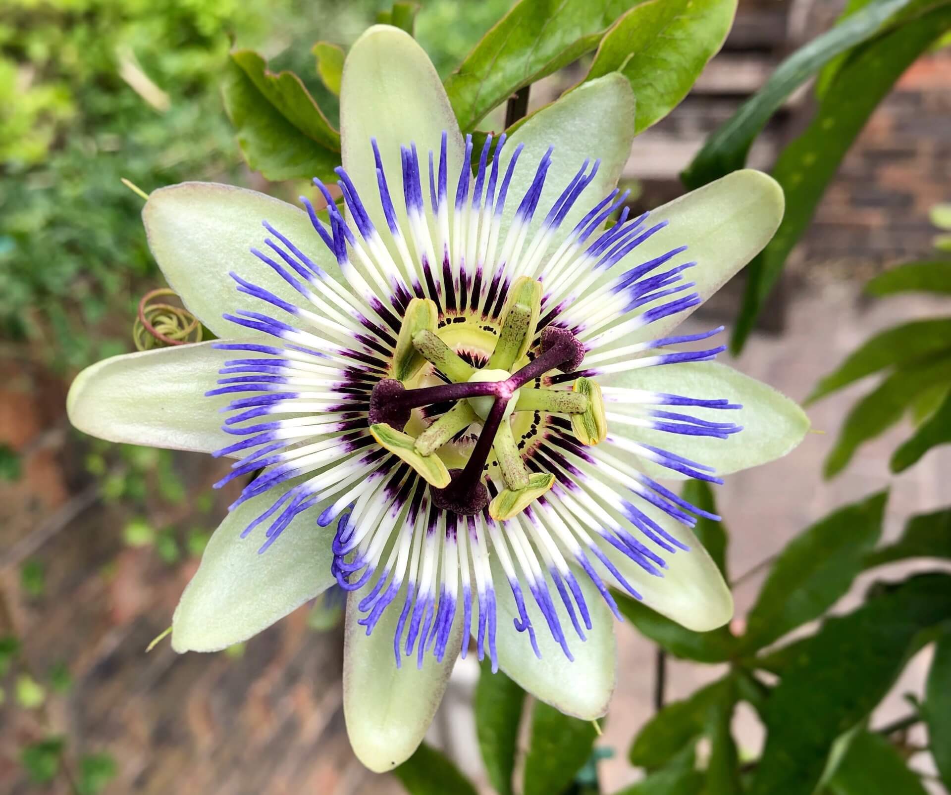 Cvijet pasiflore, latinski naziv biljke Passiflora incarnata