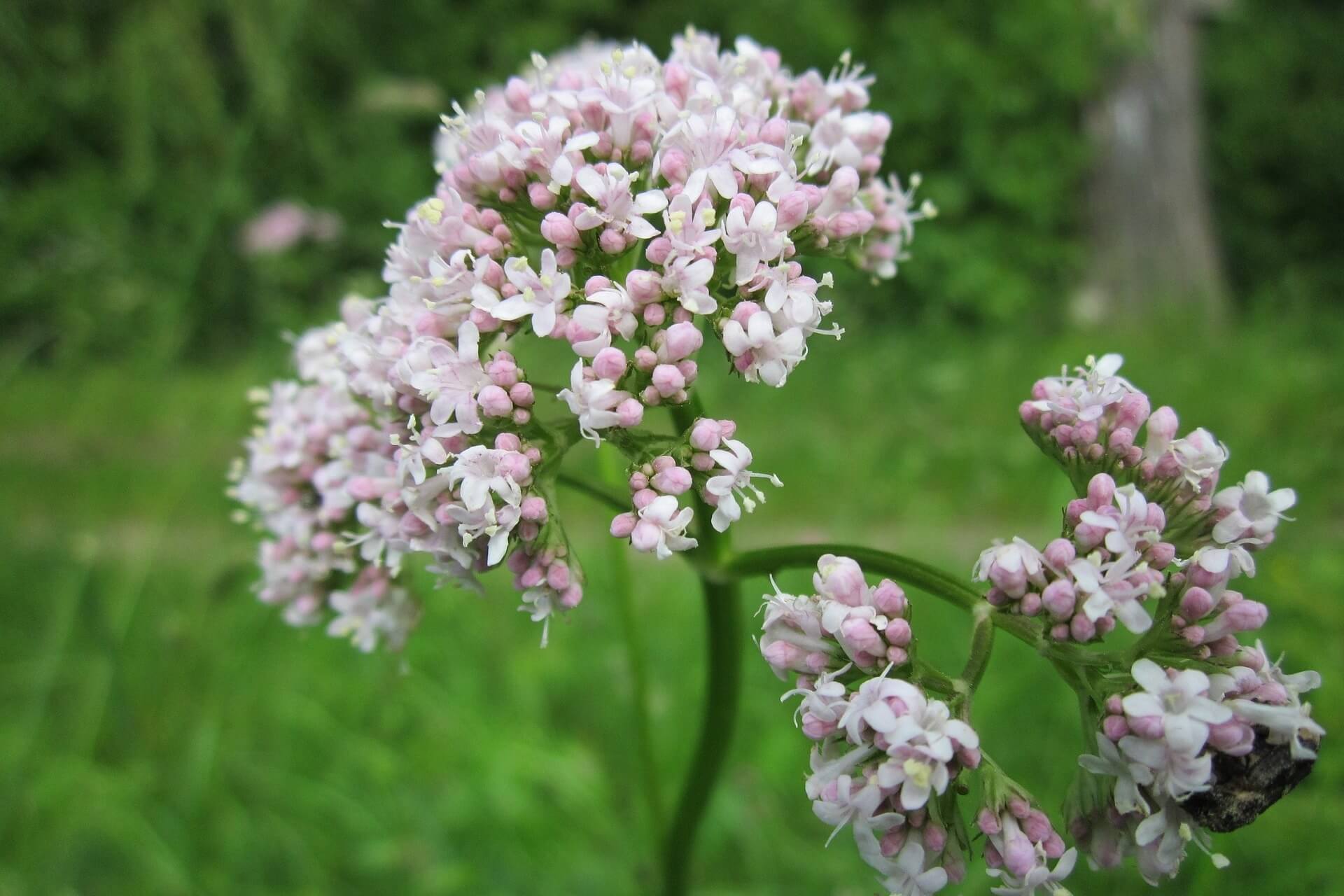 Valerijana ili odoljen, latinski naziv Valeriana officinalis