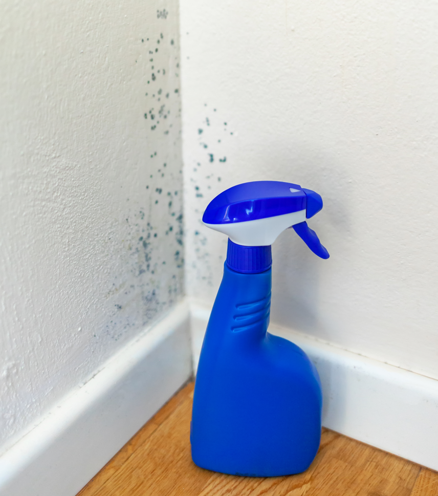 How To Prevent and Manage Mold Issues in Your Rental Property TIDY