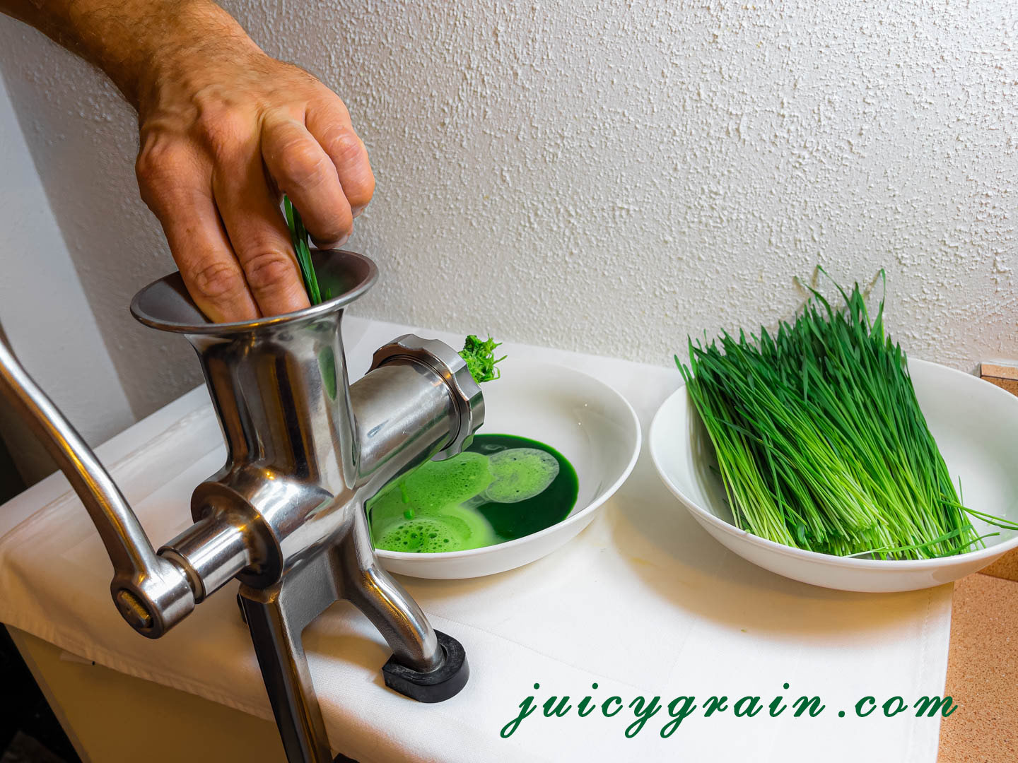 Step 5 Harvesting wheatgrass shoots Juicy Grain