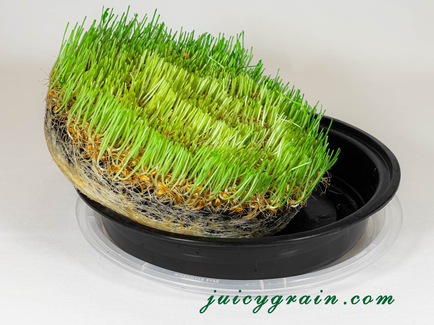 What to do after cutting wheatgrass? Juicy Grain