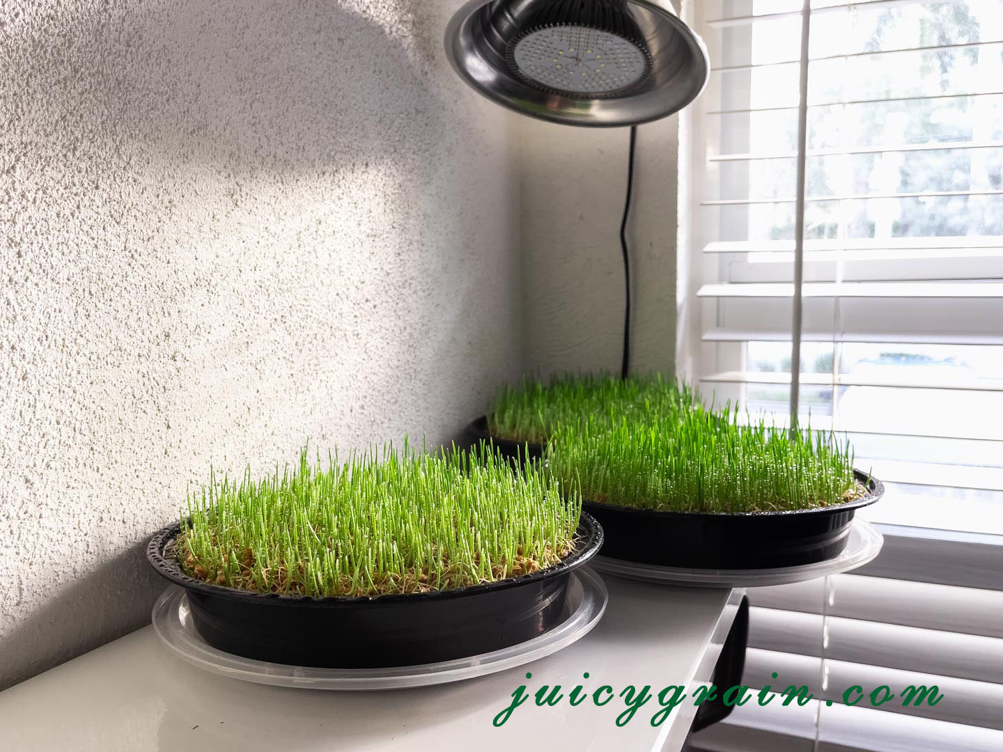 What are the best conditions for growing wheatgrass? Juicy Grain
