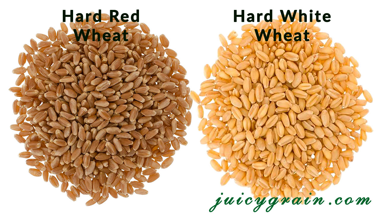 How difficult is it to grow wheatgrass at home? Juicy Grain