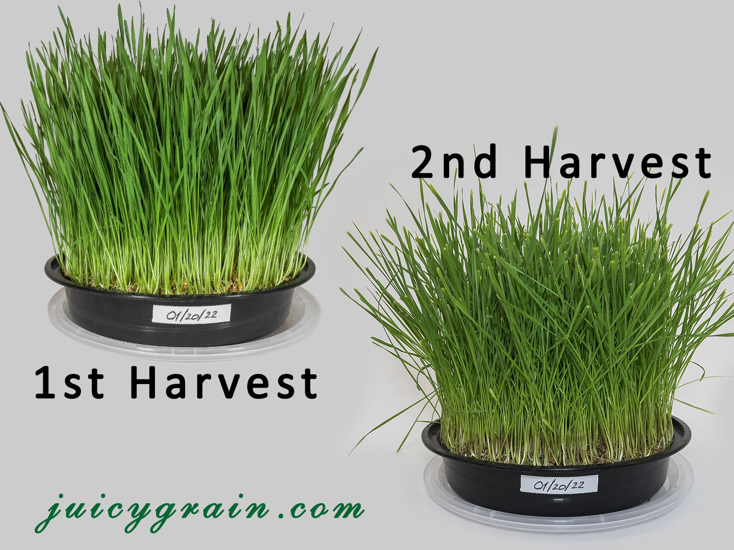 Does wheatgrass regrow after cutting? Juicy Grain