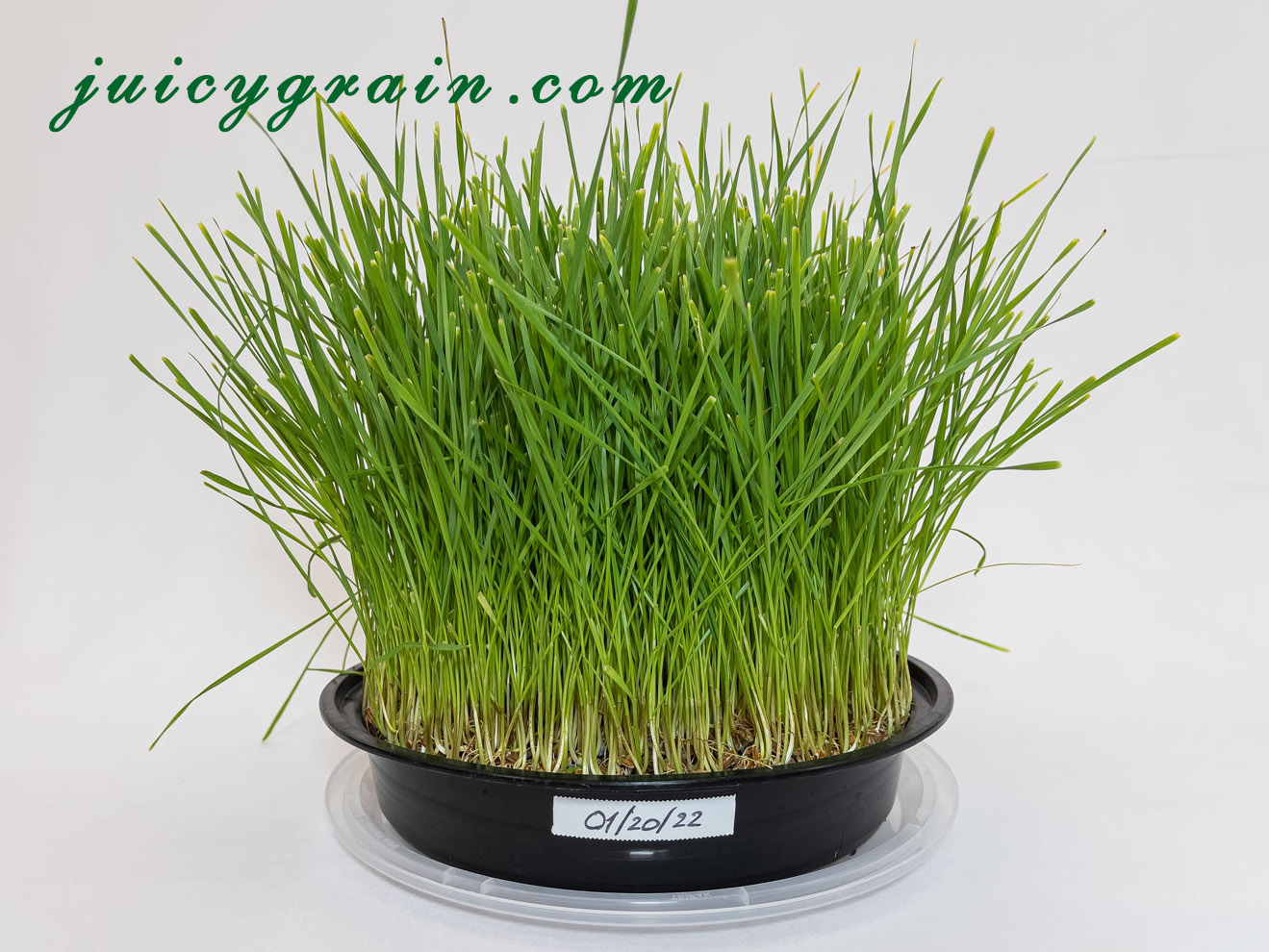 Does wheatgrass regrow after cutting? Juicy Grain