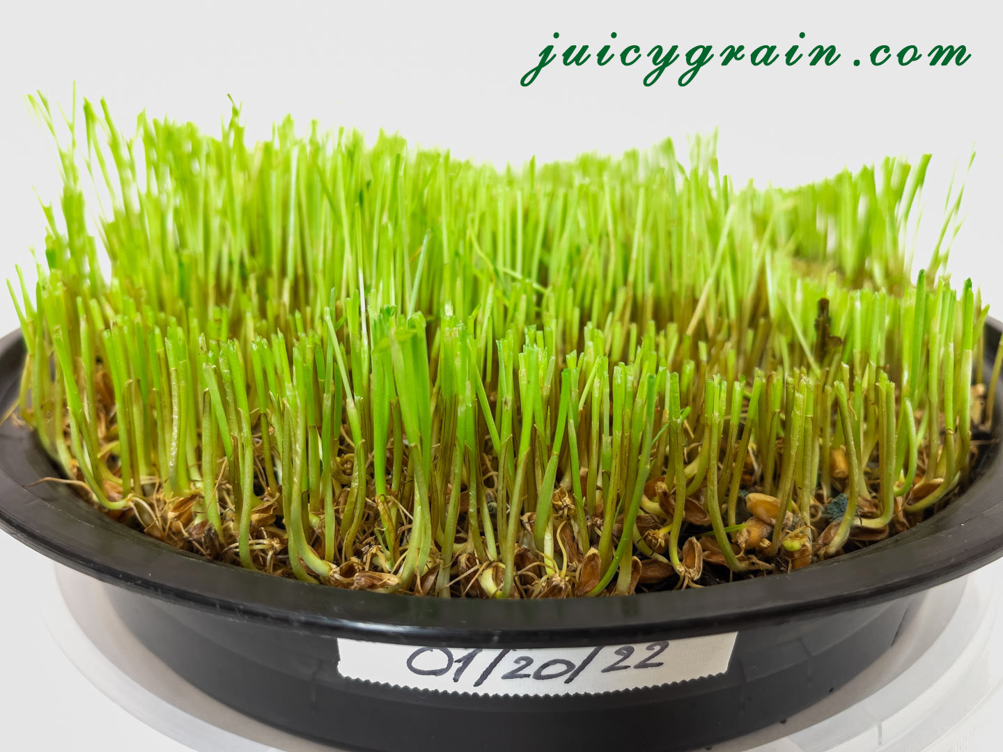 Does wheatgrass regrow after cutting? Juicy Grain
