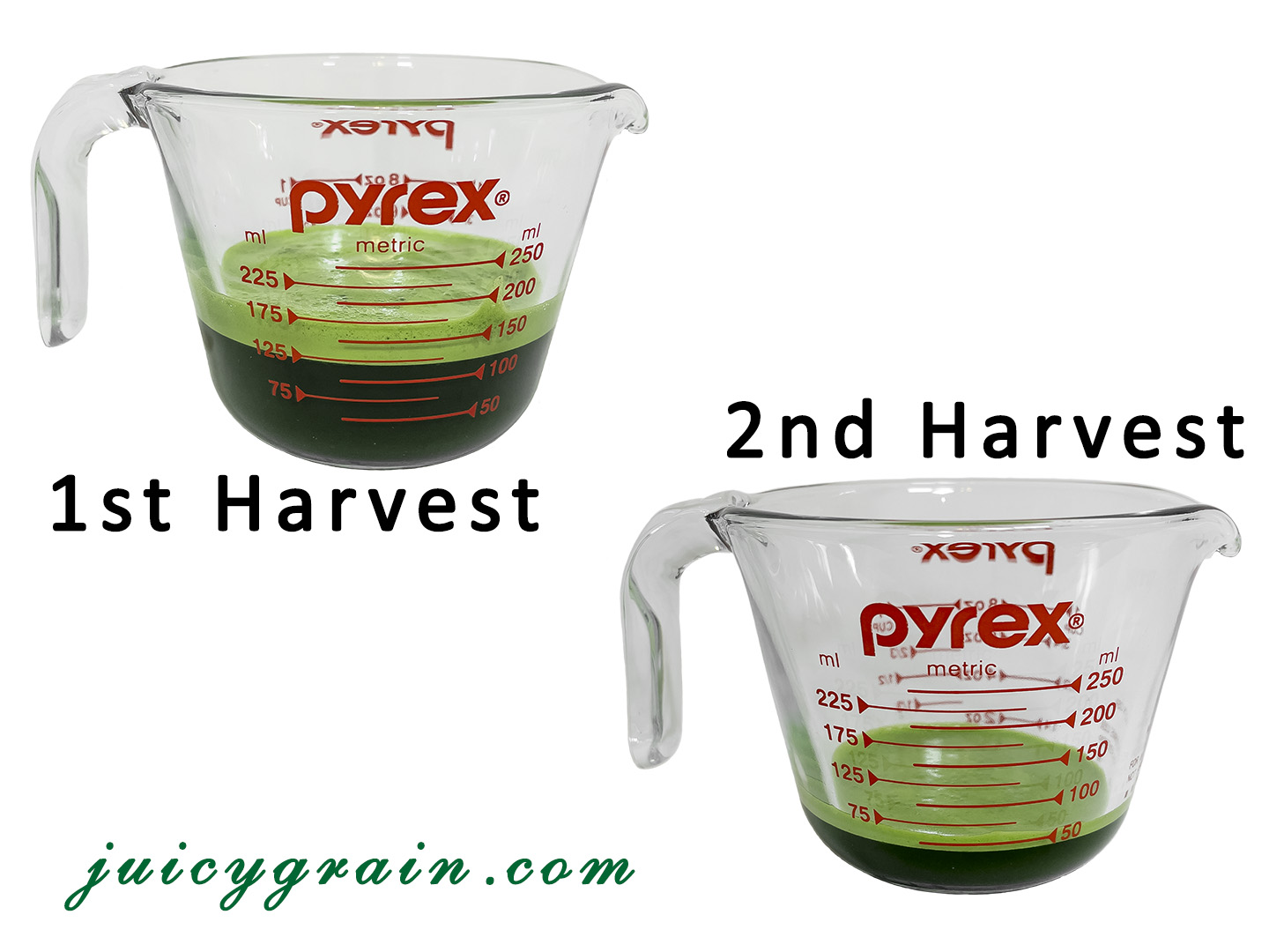 Does wheatgrass regrow after cutting? Juicy Grain