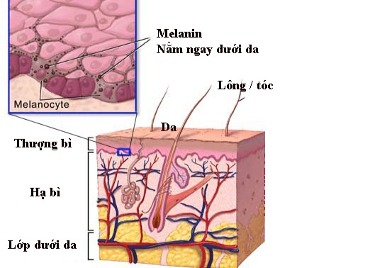 Melanin là gì