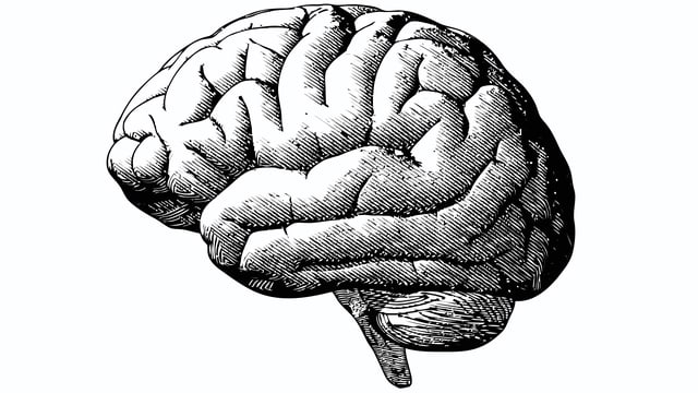 Human Brain
