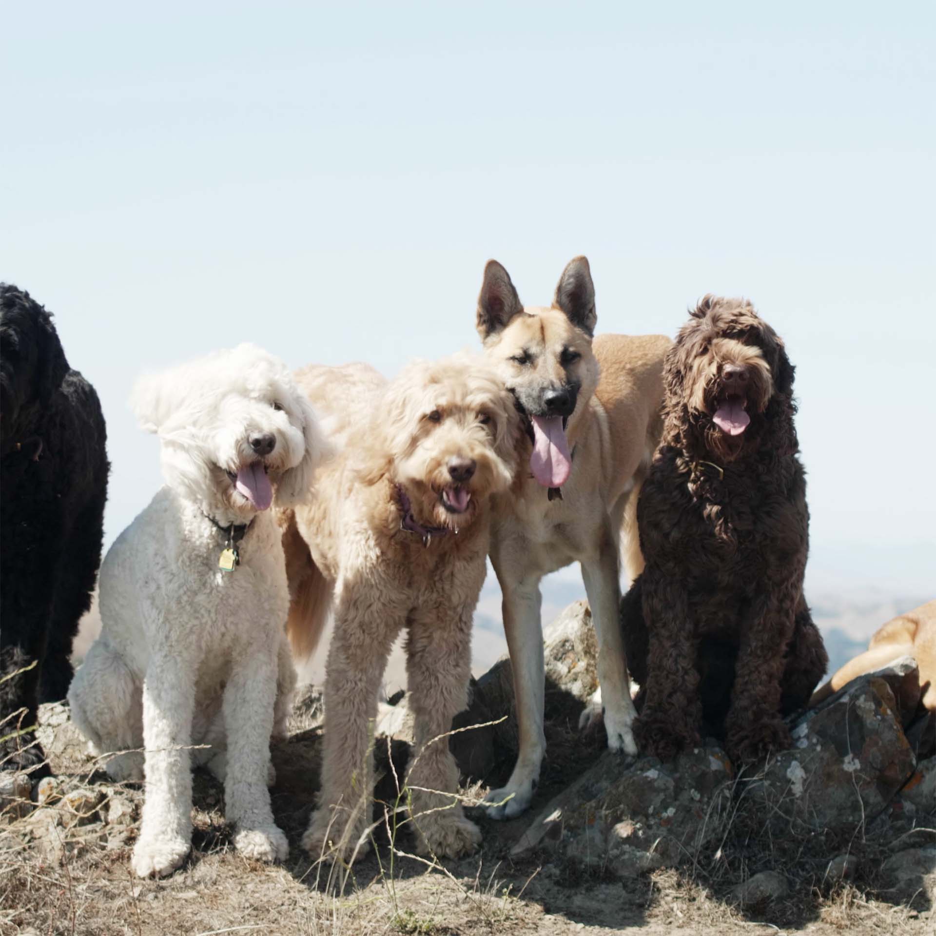 Barking Buddhas