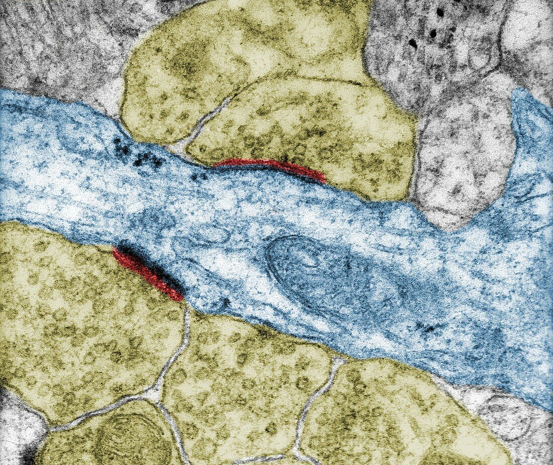 Intranasal to Synapse