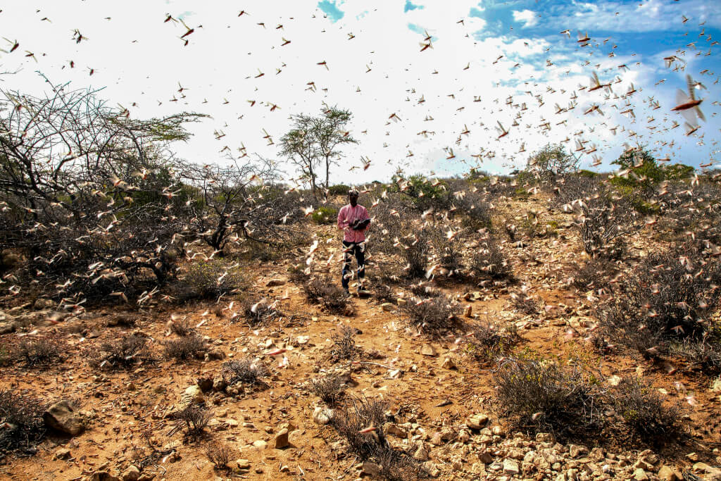 A man surrounded by locusts in East Africa