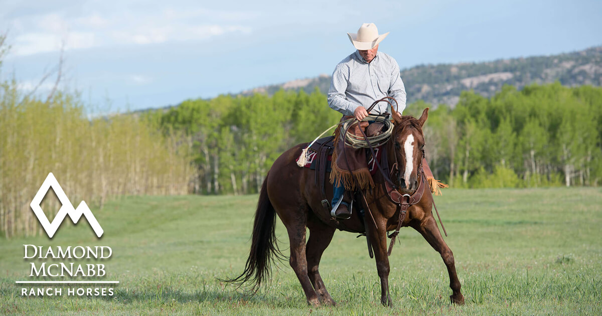 Horse Breeding Programs Ken McNabb and Diamond Land & Livestock