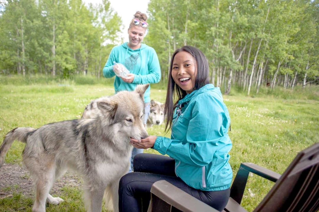 Yamnuska Wolfdog Sanctuary Cochrane, Alberta, Canada