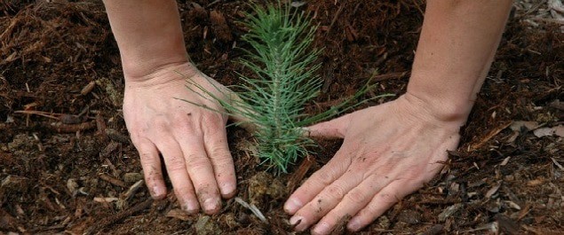 planting tree
