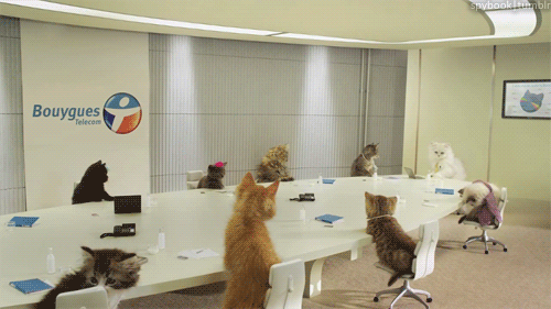 Cats having a meeting