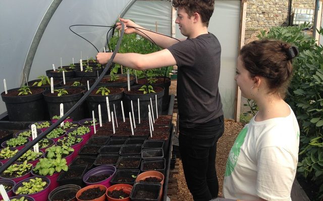 watering plants