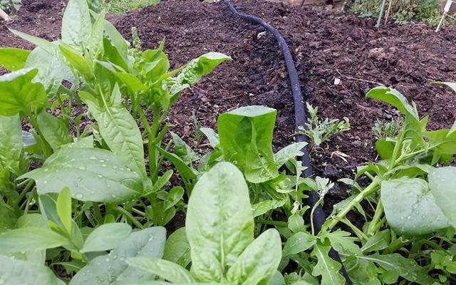 PLANTS BEING WATERED