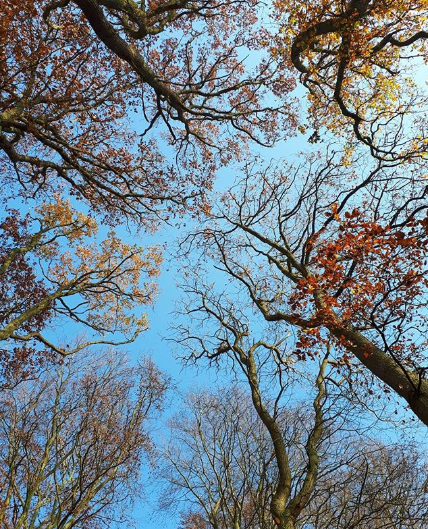 Check out how students celebrate Tree Charter Day!