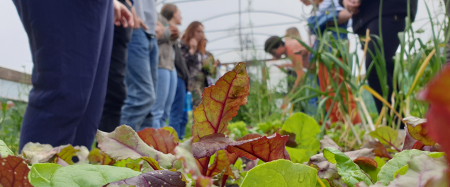 Join our free food growing network