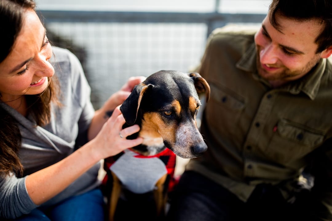 Foster Application