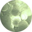 Bacteria