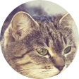 Pet dander