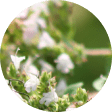 Pollen