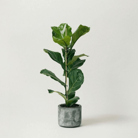 The Stem