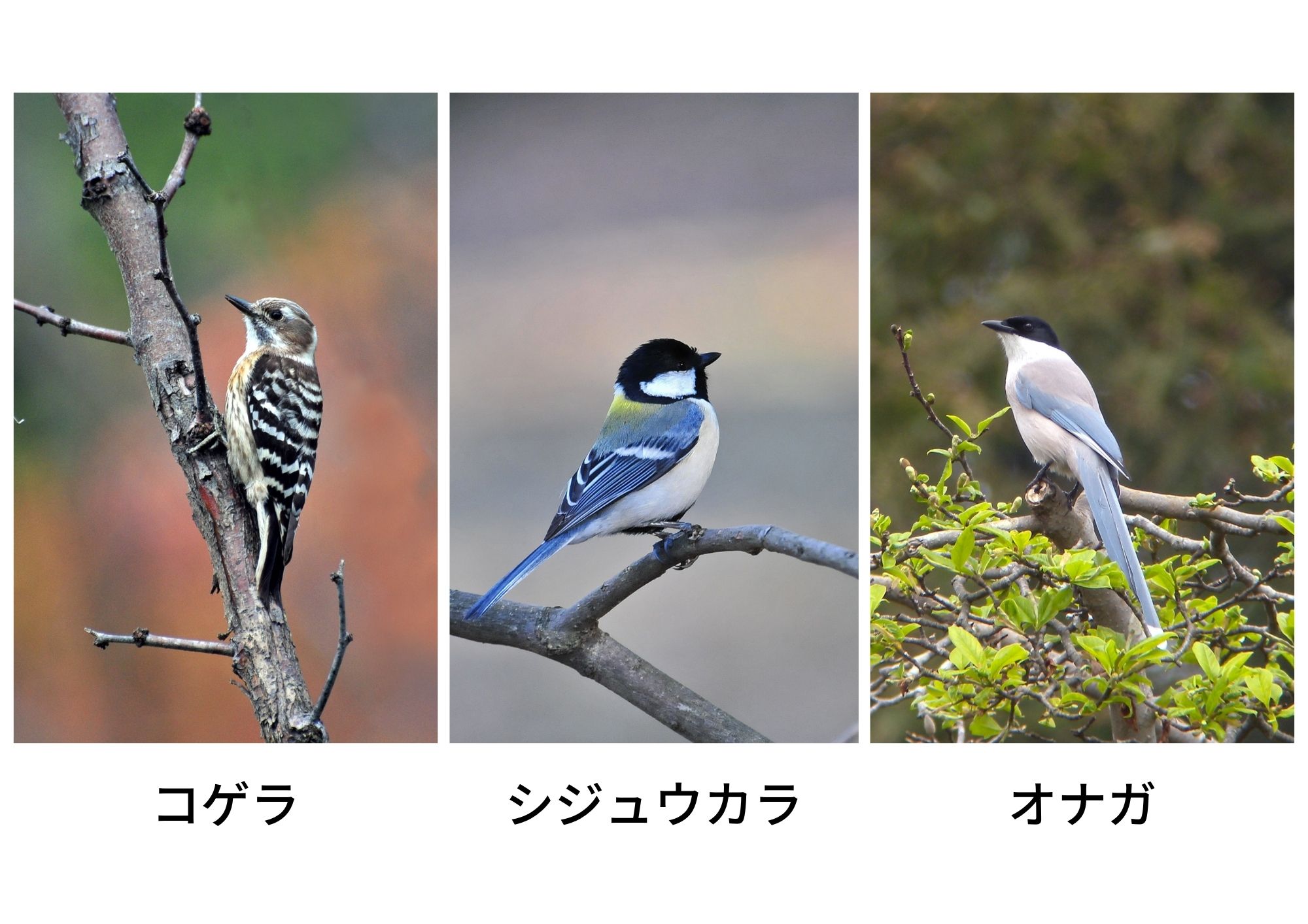 柏の里山 下田の杜 2 フクロウと昆虫のお話 Kamon かしわインフォメーションセンター