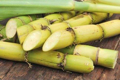 Cách làm trắng răng bằng mía như thế nào?