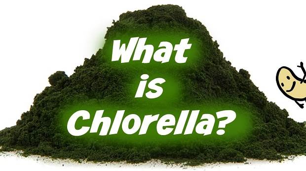 Chlorella là gì?