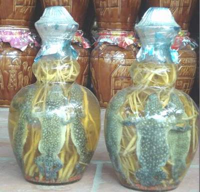 Rượu thuốc khiến chàng thêm 'cứng cáp'