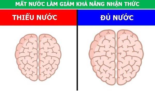 Tác hại của việc mất nước ảnh hưởng đến não
