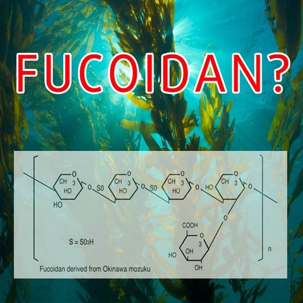 Fucoidan loại nào tốt nhất