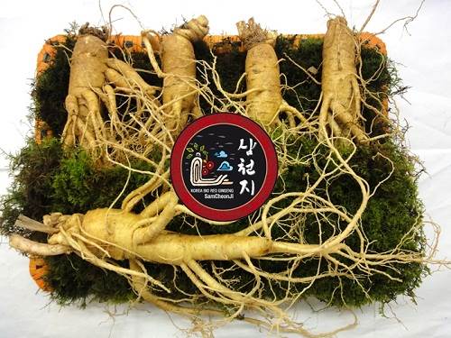 sâm tươi hàn quốc 5 củ 1kg