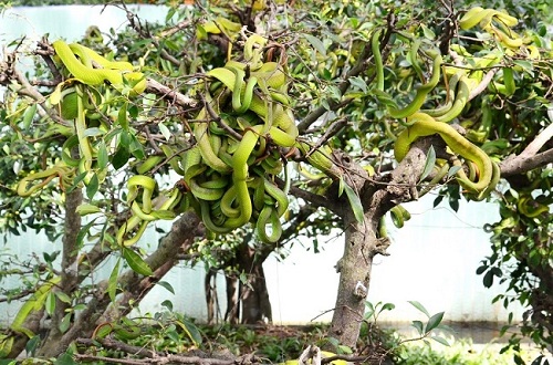 trại rắn đồng tâm tiền giang
