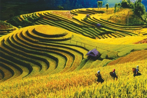Mù Cang Chải