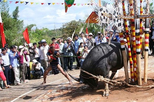 lễ hội đâm trâu ở tây nguyên