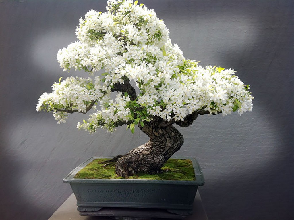 10 loại cây cảnh khiến bạn nhìn thấy chỉ muốn mua về trồng ngay - Ảnh 3.