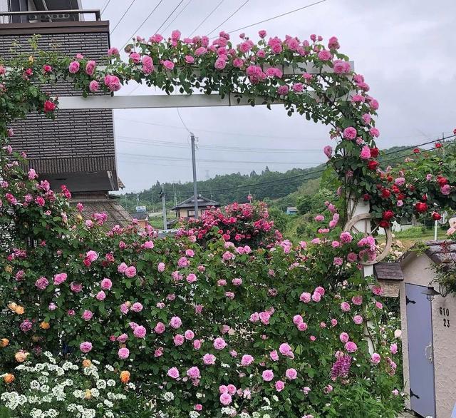 Ngắm vườn hồng tự nhiên