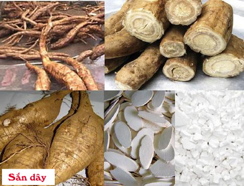 Cát căn (củ sắn dây đã chế) là vị thuốc trong bài “Cát căn cầm liên thang gia vị” trị tiêu chảy do thấp nhiệt.