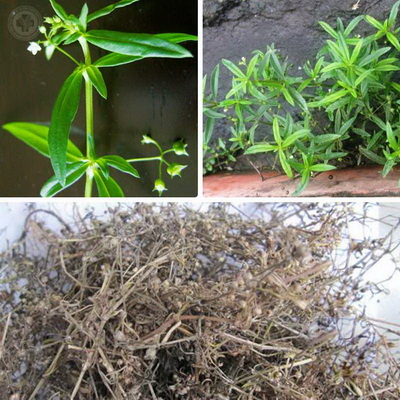 Bạch hoa xà thiệt thảo.