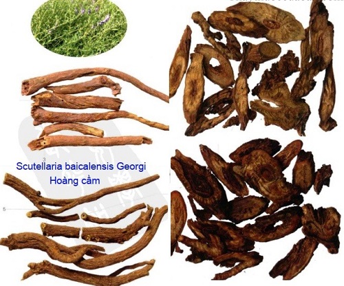 Vị thuốc hoàng cầm.