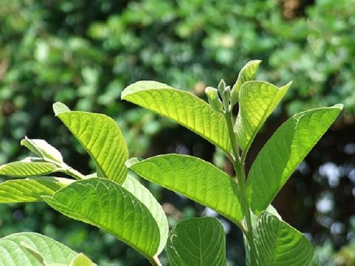 Tác dụng của lá ổi với sức khỏe và làm đẹp - 3