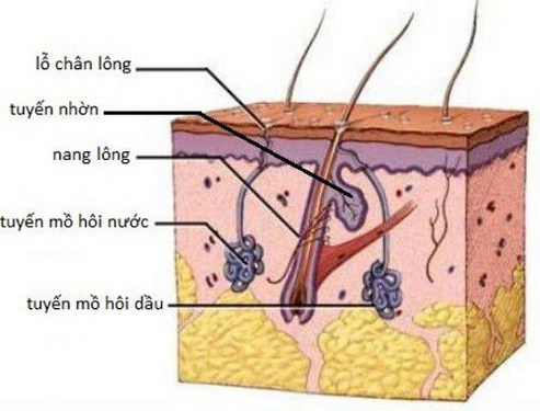 Hình ảnh tuyến mồ hôi.